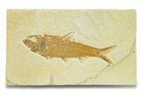 Detailed Fossil Fish (Knightia) - Wyoming #289914-1